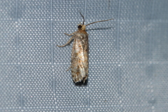 Eucopina tocullionana