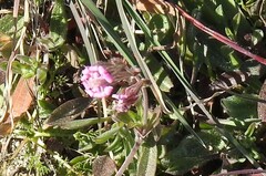 Silene colorata