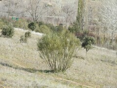 Quercus rotundifolia