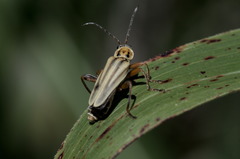 Chauliognathus scriptus