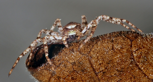 Lichen Running Spider
