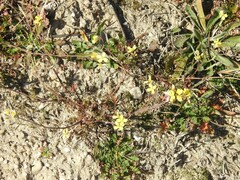 Diplotaxis catholica