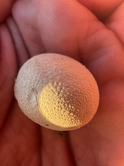 Calvatia cyathiformis