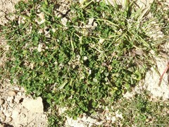 Medicago orbicularis