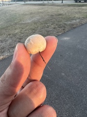 Calvatia cyathiformis