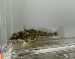 Clinocottus acuticeps