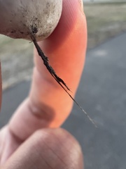 Calvatia cyathiformis