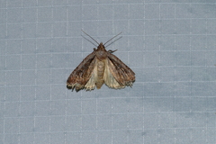 Eueretagrotis attentus