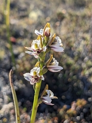 Prasophyllum mimulum