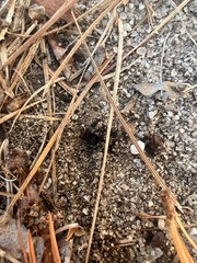 Calvatia cyathiformis