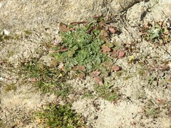 Plantago coronopus
