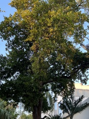 Swietenia macrophylla