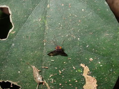 Tabanomorpha