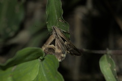 Melipotis bisinuata