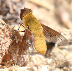 Chrysanthrax edititius