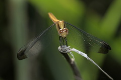 Erythrodiplax atroterminata