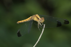 Erythrodiplax atroterminata