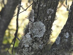 Parmelina tiliacea