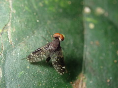 Tabanomorpha