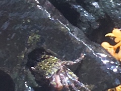 Pachygrapsus