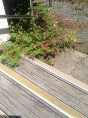 Pelargonium inquinans