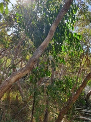 Acacia pycnantha
