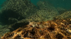 Parablennius tasmanianus