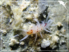 Okenia brunneomaculata