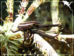 Allogalathea elegans