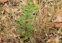 Dodonaea triangularis
