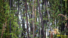 Phyllostachys nigra