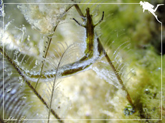 Lomanotus vermiformis