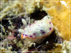 Goniobranchus decorus