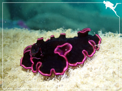 Pseudobiceros gloriosus