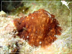Dolabrifera dolabrifera