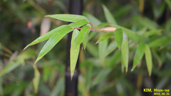 Phyllostachys nigra