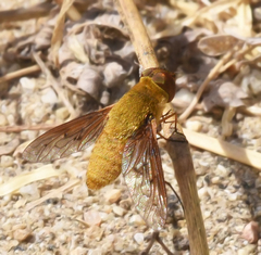 Chrysanthrax edititius