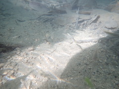 Poeciliidae