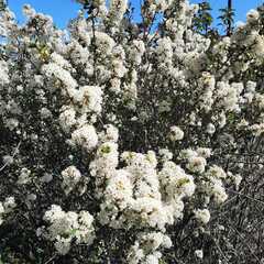 Ceanothus verrucosus