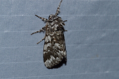 Panthea acronyctoides