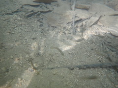 Poeciliidae