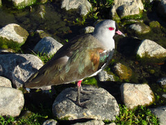 Vanellus chilensis