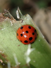 Harmonia dimidiata