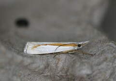 Crambus girardellus