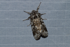 Panthea acronyctoides