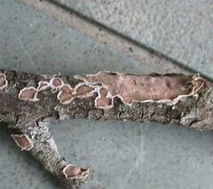 Peniophora albobadia