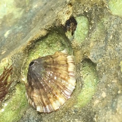 Diodora