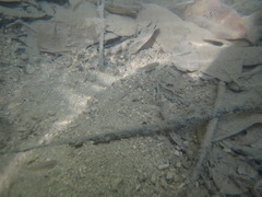 Poeciliidae