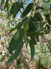 Eucalyptus fasciculosa
