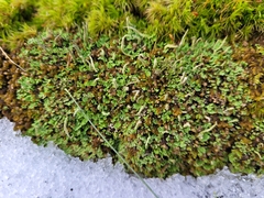 Cladonia coniocraea